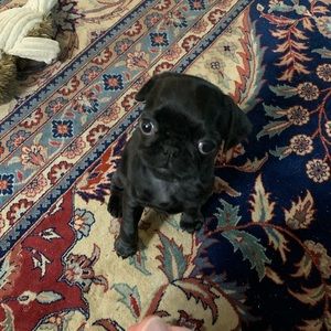 Meet your Posher, Sophia